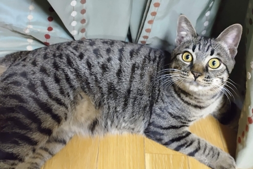 人や動物に優しい